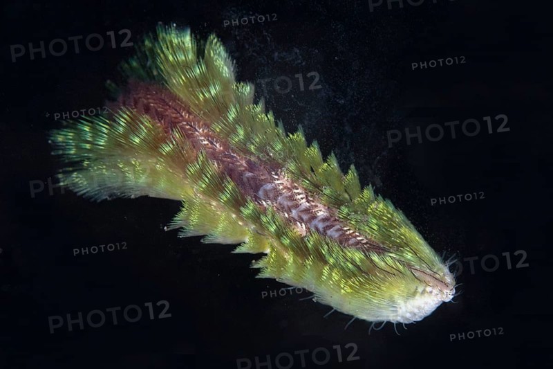 Dark-skinned fireworm