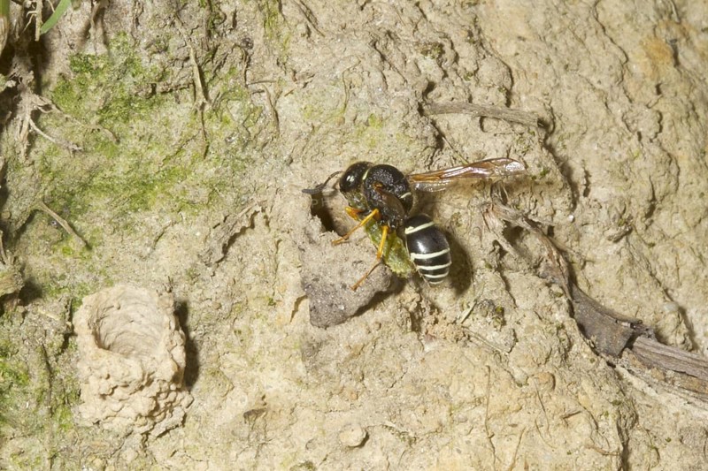 Fen Mason Wasp