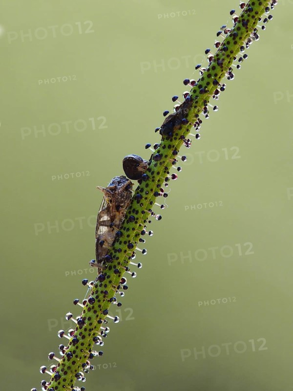 Portuguese sundew