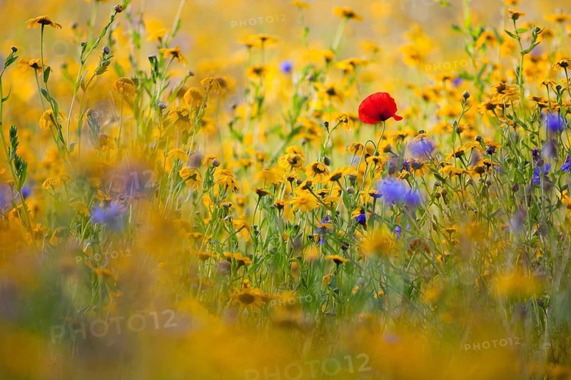 The poppy flowers