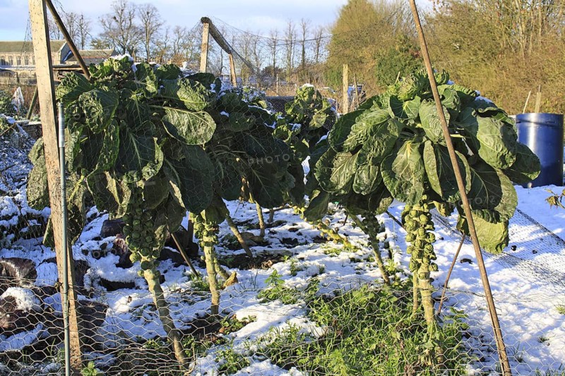 Brussels Sprout