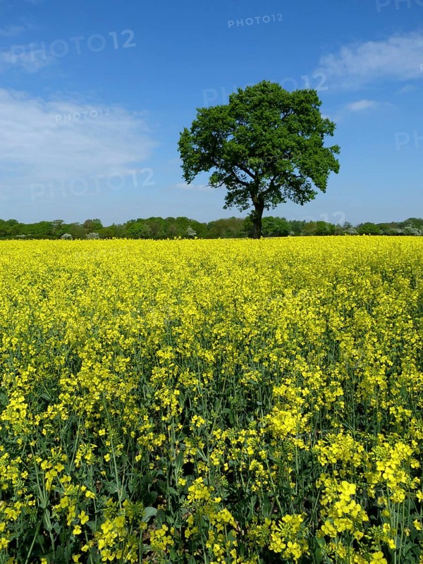 Oilseed rape