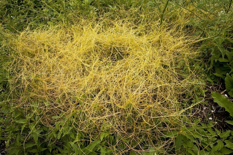 Nettle silk