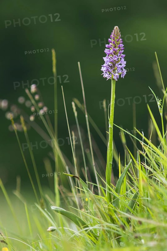 Fragrant Orchid