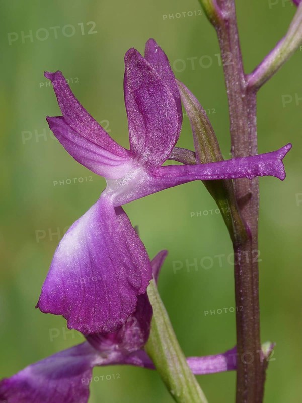 Loose-flowered Orchid
