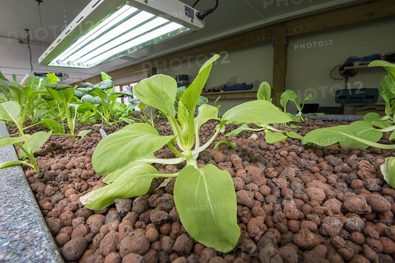 Pak choi grows in aquaponics unit