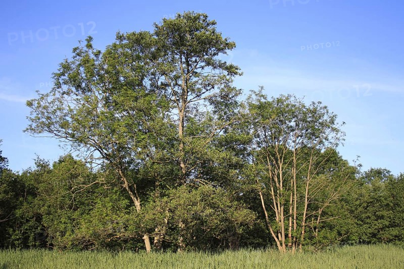 Common black alder