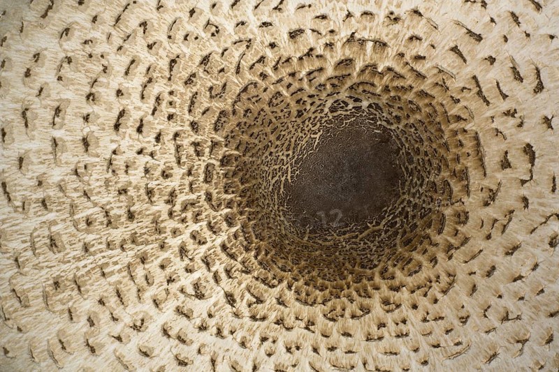 Parasol mushroom