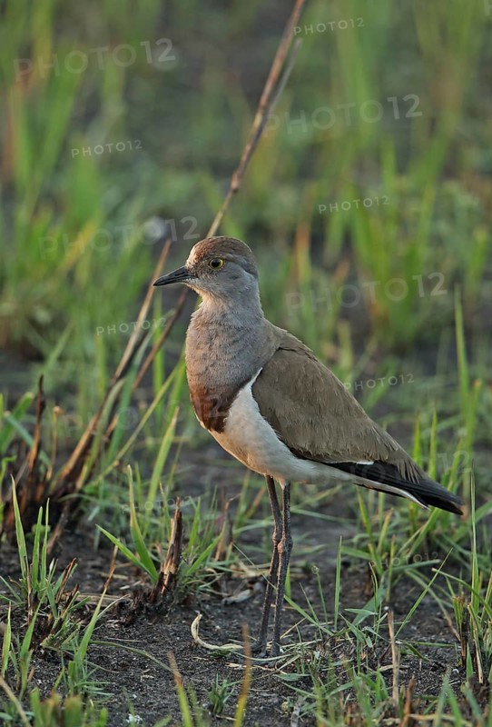 Black-winged Plover
