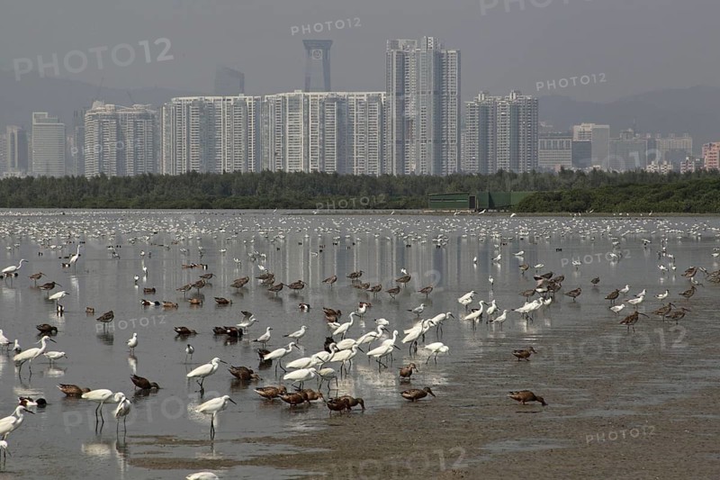 View of the estuary with a mixed flock of herons
