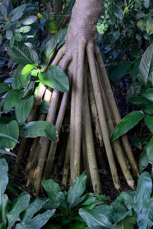 Stilt roots of the common screwpine