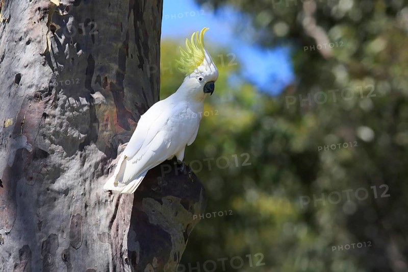 Sulphur-crested cockatoo
