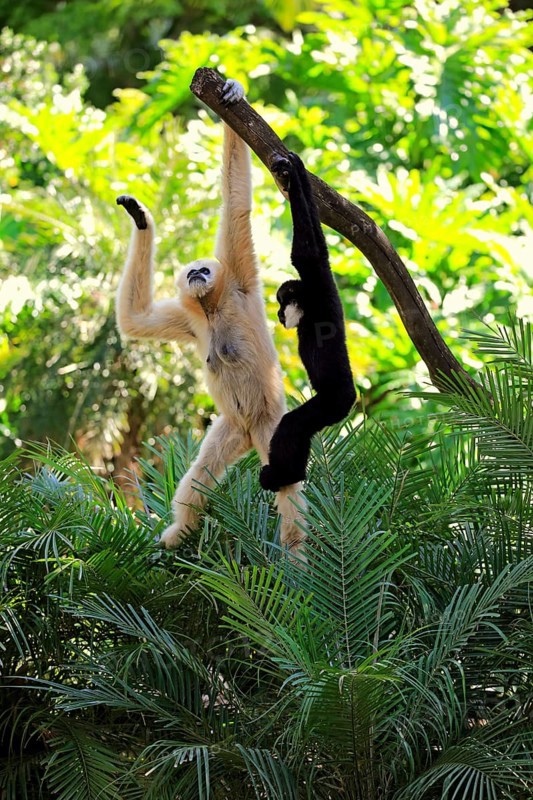 Northern white-cheeked gibbon