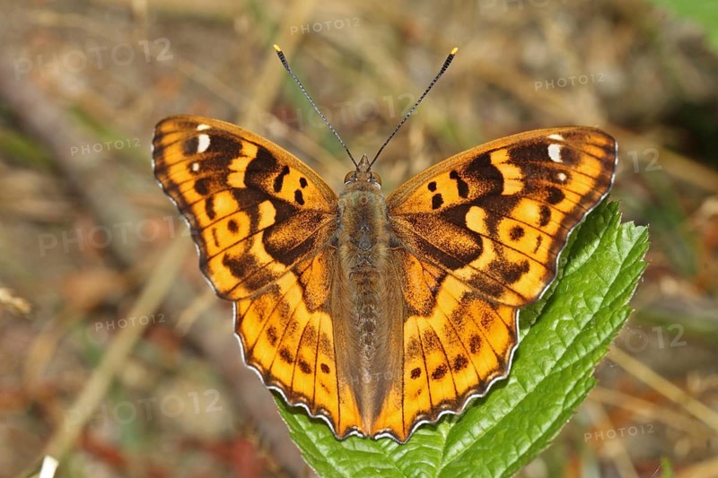 Lesser Schiller Butterfly