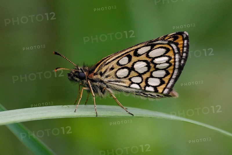 Mirror-spotted Sickle-headed Butterfly