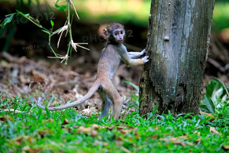 Patas monkey