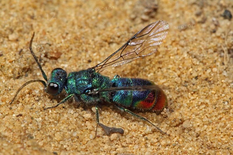 Blue-green gold wasp