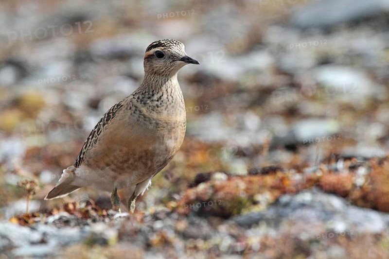 Mornell's plover