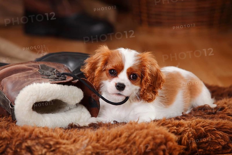Cavalier King Charles Spaniel