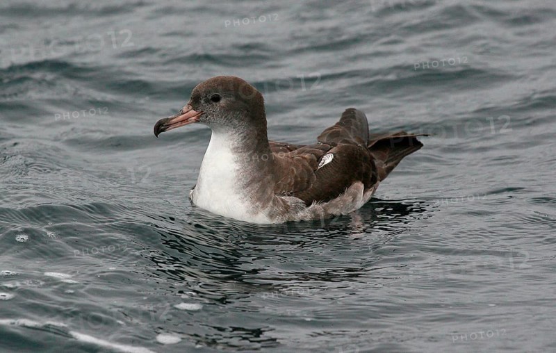 Pink-footed shearwater