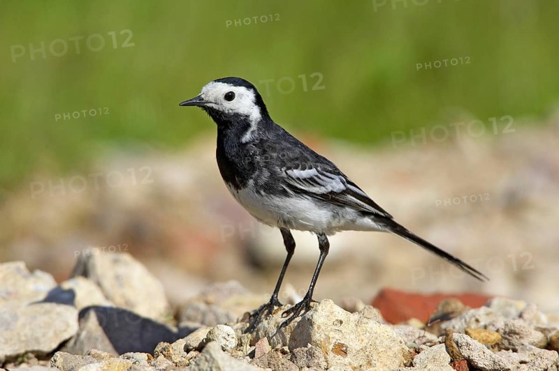 Pied Wagtail