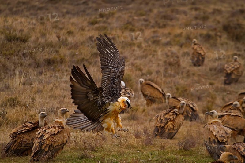 Lammergeier