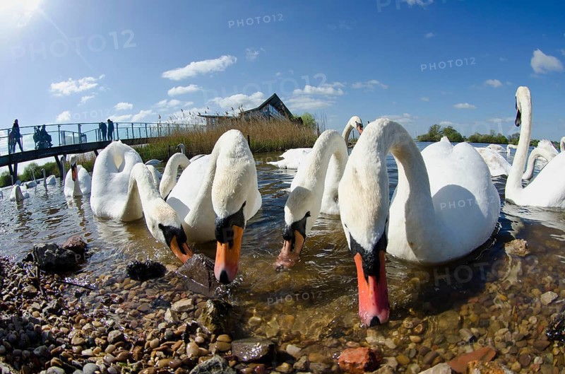 Adult mute swan