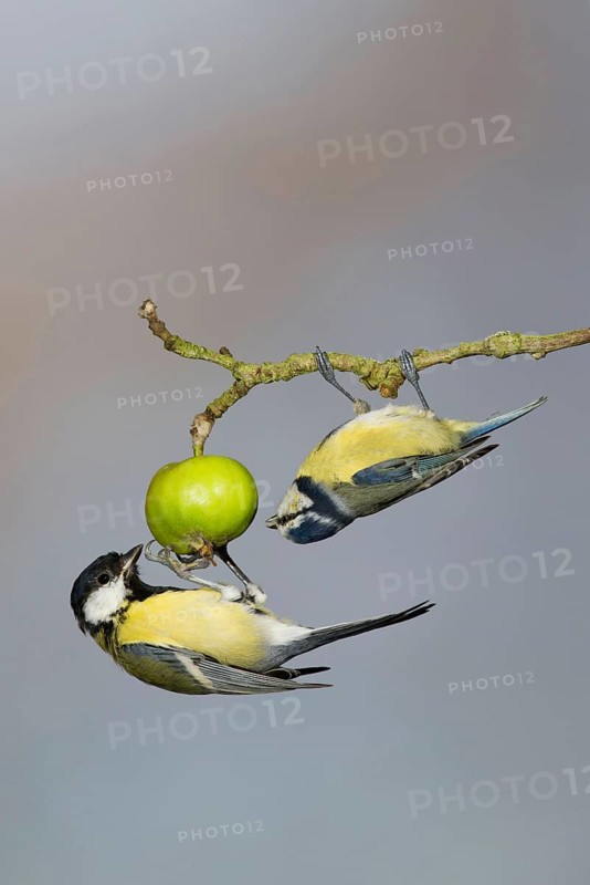 Great Tit