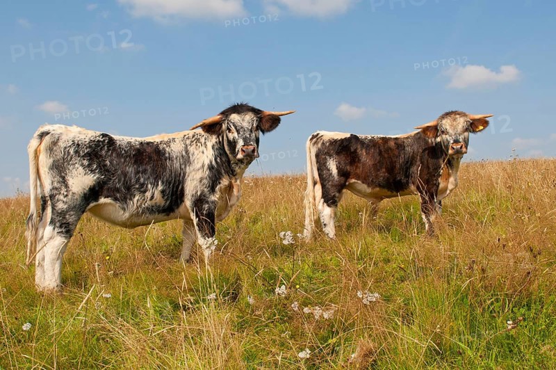 Domestic Cattle