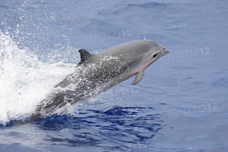 Adult fraser's dolphin
