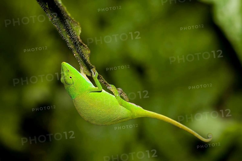 Glaw's Chameleon