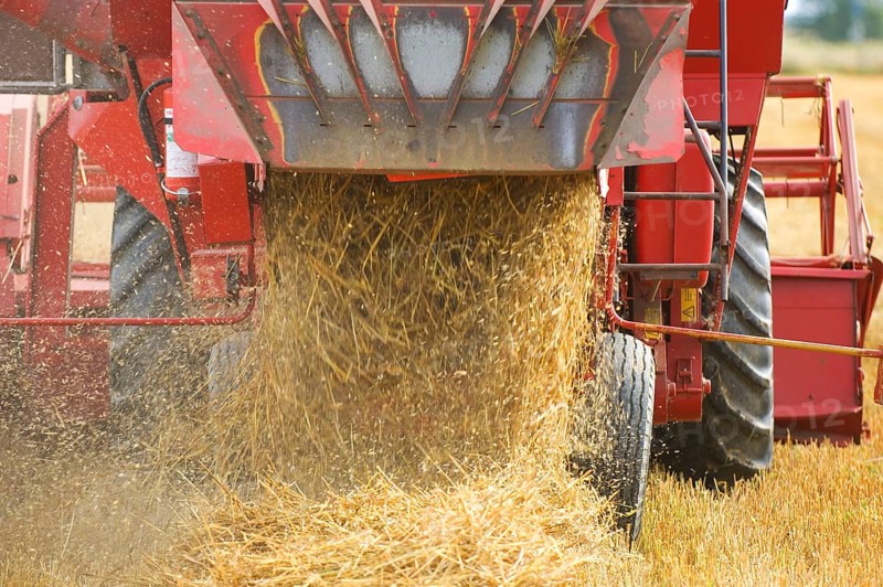 Common oat