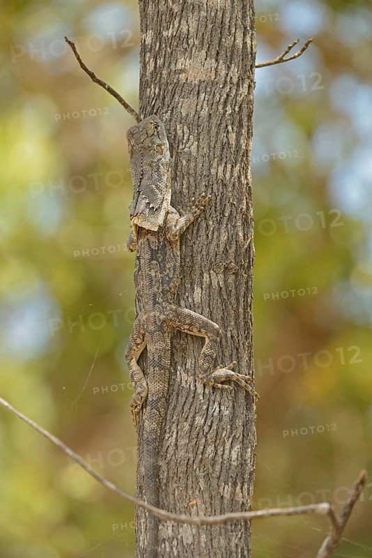 Frilled frill-necked lizard