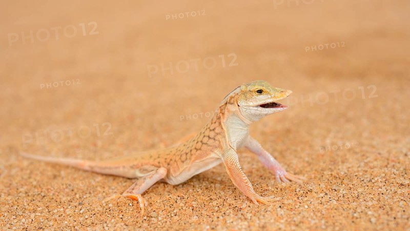 Shovel-snouted Lizard