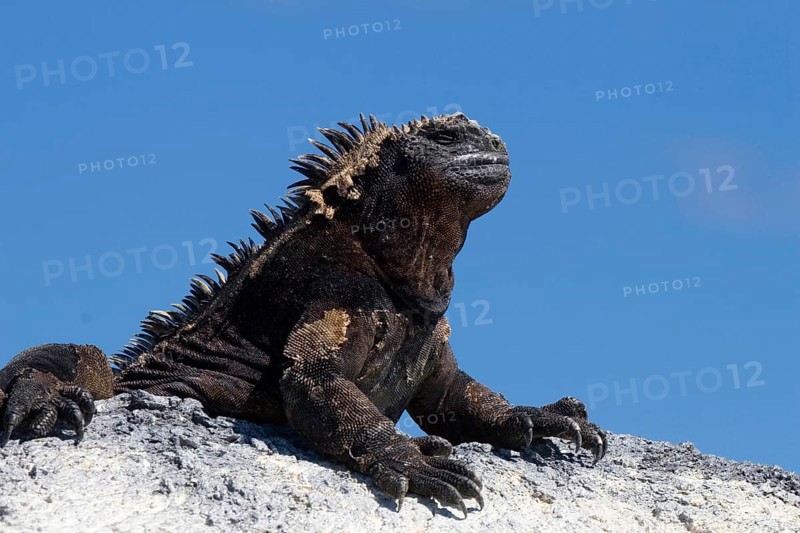 Galapagos marine lizard