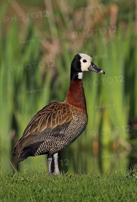 Widow Whistling Duck