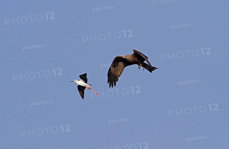 Black-winged stilts chase a black kite that has captured one of its chicks. Coto Donana