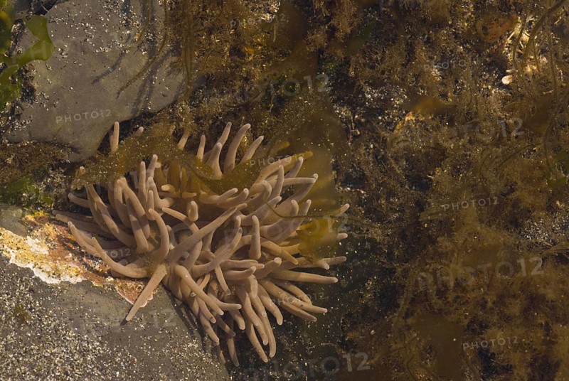 Snakelocks Anemone
