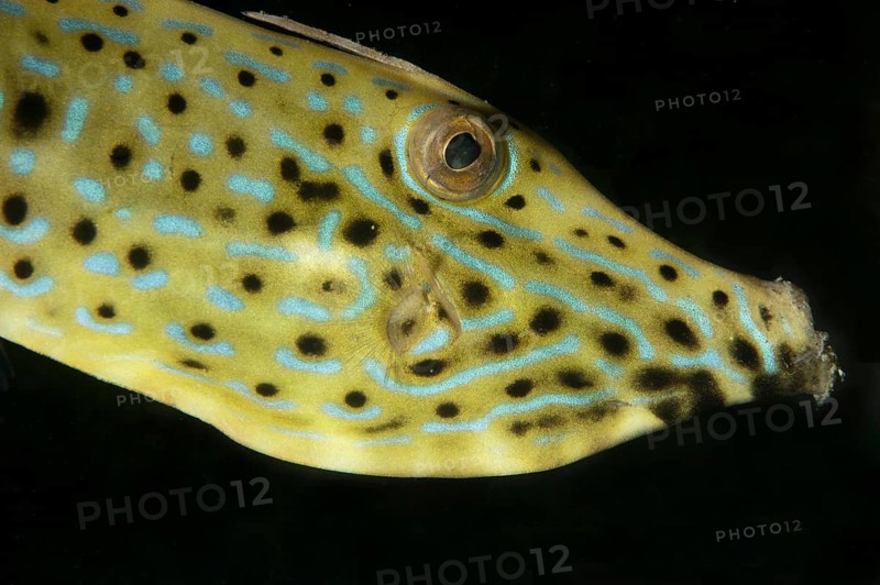 Scrawled Filefish