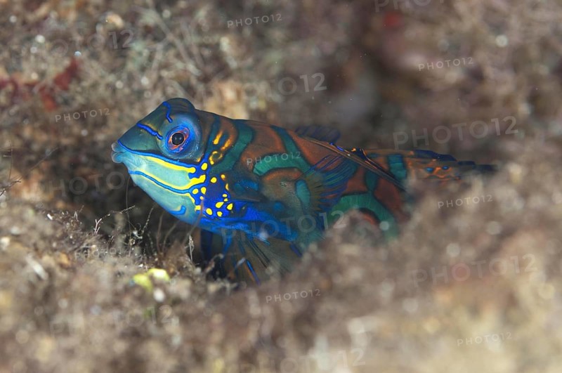 Pterosynchiropus splendidus