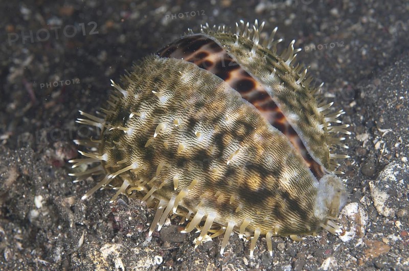 Tiger Cowrie