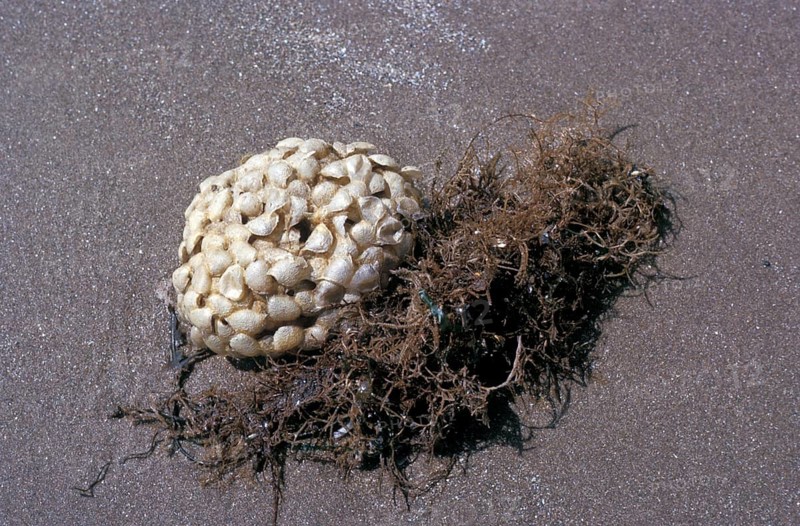 Whelk