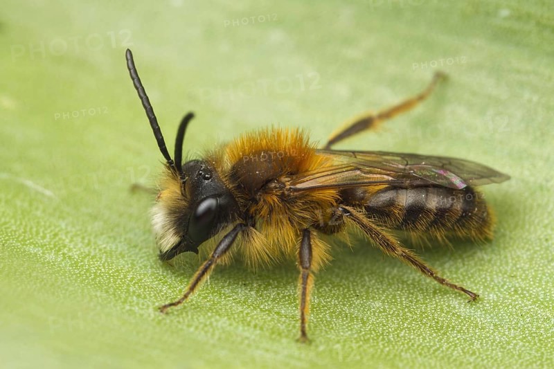 Andrena armata
