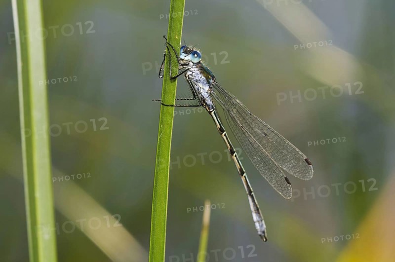 Glossy damselfly