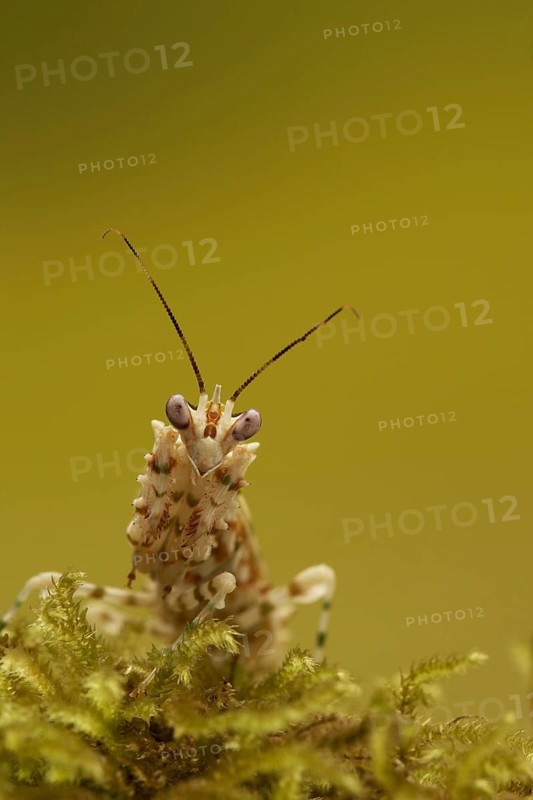 Pseudocreobotra wahlbergii Flower spiny flower mantis