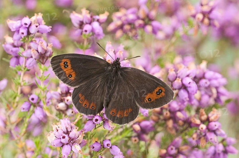 Scotch argus