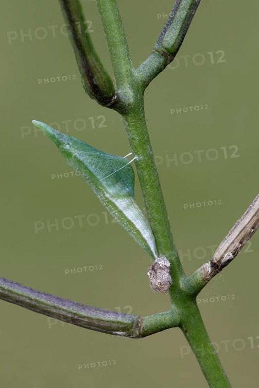 Orange tip