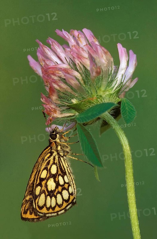 Great checkered large chequered skipper