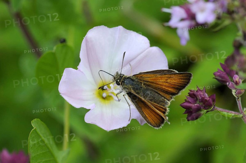 Lesser small skipper