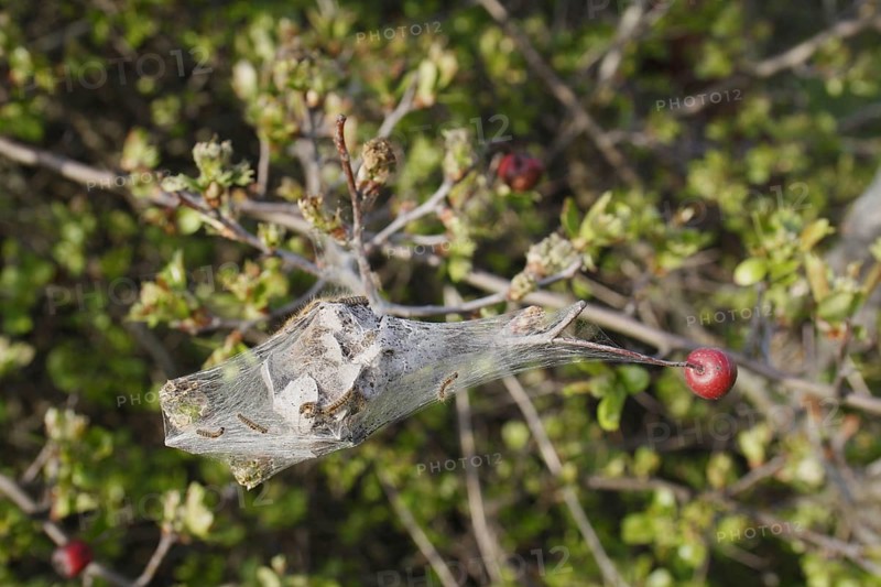 Caterpillars of the brown-tail